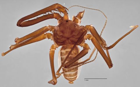 preview Charinides bengalensis Gravely 1911