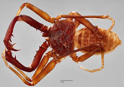 preview Charinus neocaledonicus Simon 1895