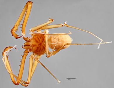 preview Charinus seychellarum Kraepelin 1898