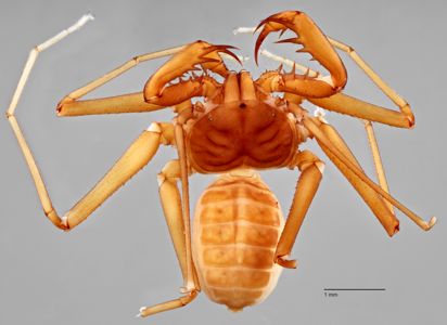 preview Charinus seychellarum Kraepelin 1898