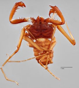 preview Sarax brachydactylus Simon 1892
