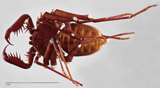 preview Tarantula santarensis Pocock 1894