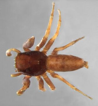 preview Amycus micarioides L. Koch, 1880