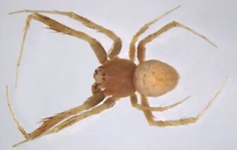 preview Argiope curvipes Keyserling, 1886
