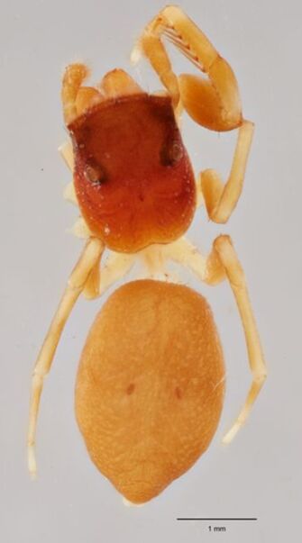 preview Adoxotoma chinopogon Simon, 1909