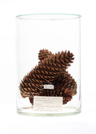 preview Picea abies