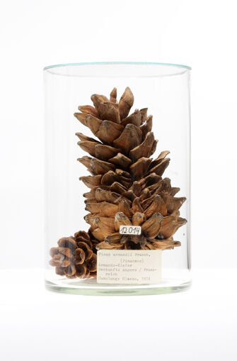 preview Pinus armandii