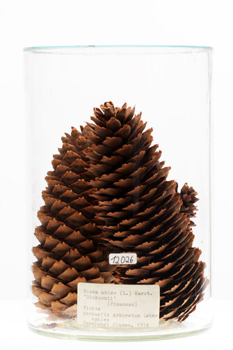 preview Picea abies