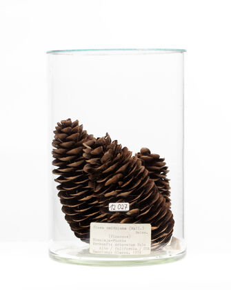 preview Picea smithiana