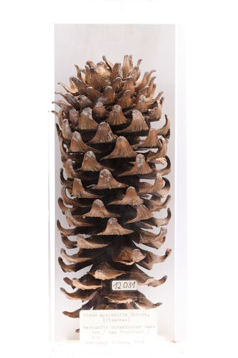 preview Pinus ayacahuite