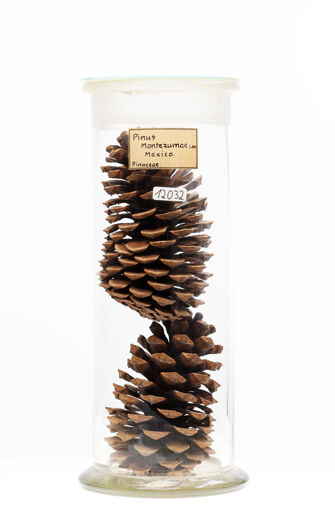 preview Pinus montezumae