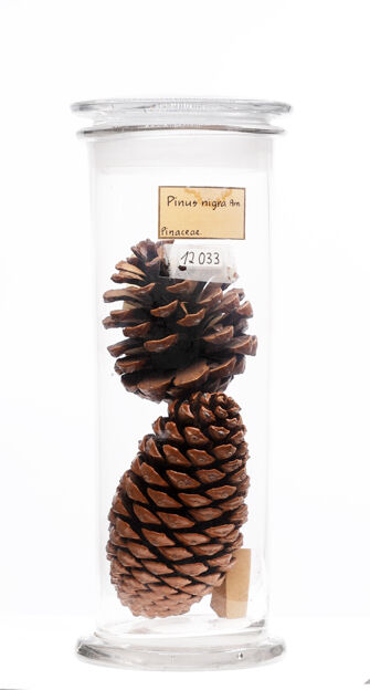 preview Pinus nigra
