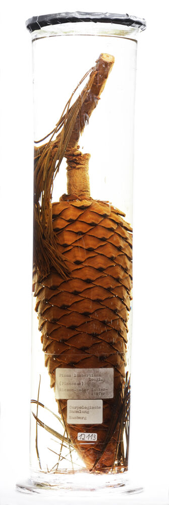 preview Pinus lambertiana