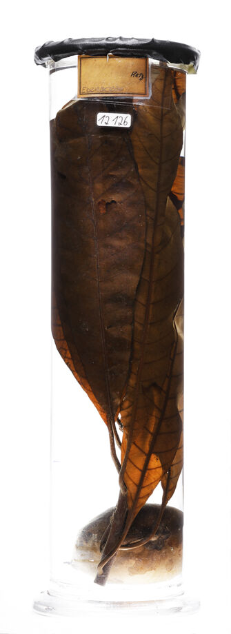 preview Diospyros nigra