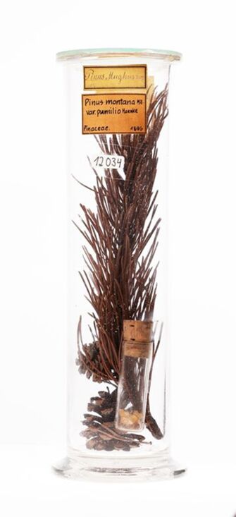 preview Pinus mugo
