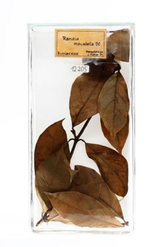 preview Rothmannia longiflora