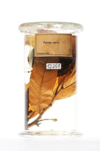 preview Annona sp.