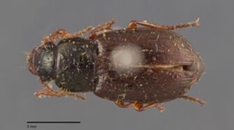 preview Harpalus affinis