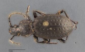 preview Carabus alpestris