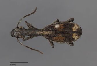 preview Polyhirma circuligera