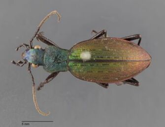 preview Ceroglossus elegantissimus