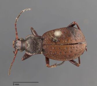 preview Carabus linnei