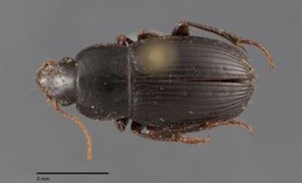 preview Harpalus neglectus