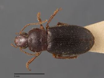 preview Harpalus parallelus