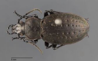 preview Carabus rottenmannicus