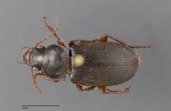 preview Harpalus rufipes