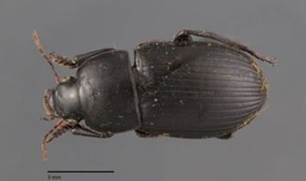 preview Harpalus serripes
