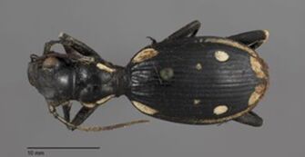 preview Anthia sexmaculata