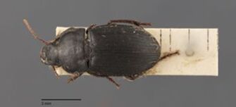 preview Harpalus tardus