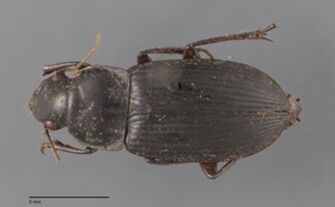 preview Harpalus tridens
