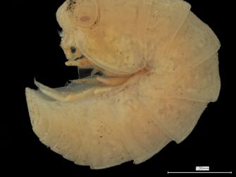 Vorschaubild Aulacodillo thomseni
