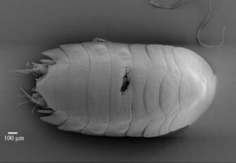 Vorschaubild Austroniscus chelus