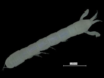 Vorschaubild Akanthophoreus lispopygmos