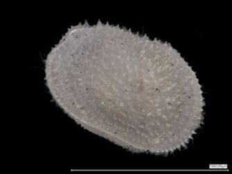 preview Echinocythereis jorunbrix