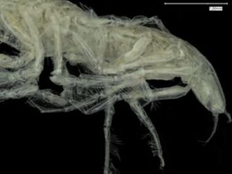 preview Disparella maiuscula