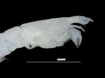 Vorschaubild Akanthophoreus lispopygmos