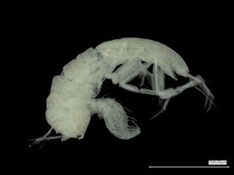 preview Eugerdella kurabyssalis