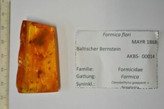 Vorschaubild Arbeiterin frisst Mücke