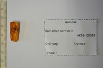 Vorschaubild 3 Spinnenmännchen