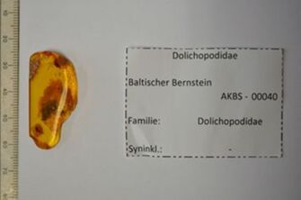 Vorschaubild Bernstein Langbeinfliege