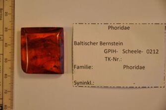 Vorschaubild Bernstein m. 2 Buckelfliegen
