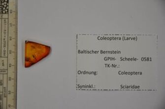 Vorschaubild Bernstein m. 2 Käfer-Larven, Trauermücke