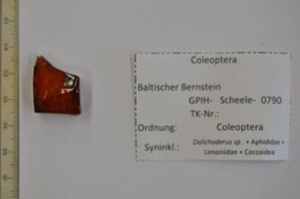 Vorschaubild Bernstein m. 2 Käfern, Ameise, Blattlaus-Larve, Stelzmücke, Schildlaus (weibl.)