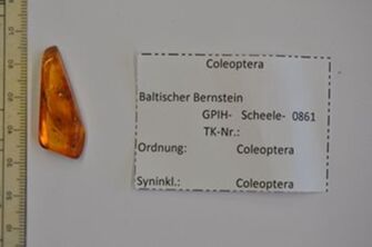Vorschaubild Bernstein m. 2 Käfern