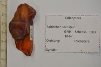 Vorschaubild Bernstein m. 2 Käfer