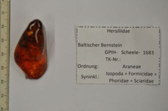Vorschaubild Bernstein m. interessanter Spinne